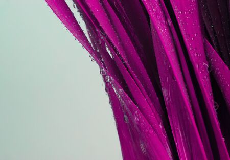 Lilac grass leaf with water drops. Nature background.の写真素材