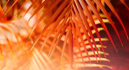  Palm leaf. Tropical plants. Nature red blur background.