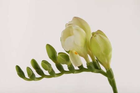 Freesia  flower. Plant of the iris family.の写真素材