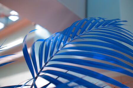 Palm blue leaf. Tropical plants. Nature background.