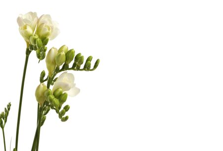 Freesia  flower. Plant of the iris family. Isolated on white background.の写真素材