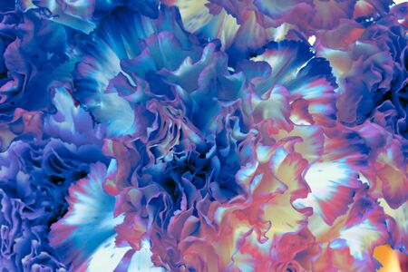 Abstract nature background. Blue Carnation flower petals close up. Color experiment. の写真素材