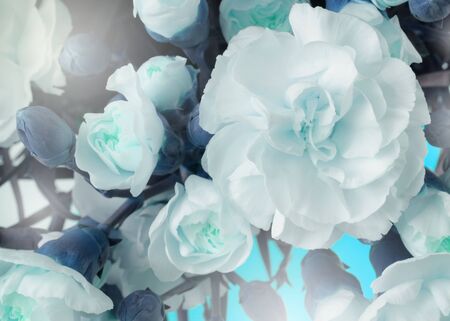 Flower bouquet background. White Carnations. Blue tone.の写真素材