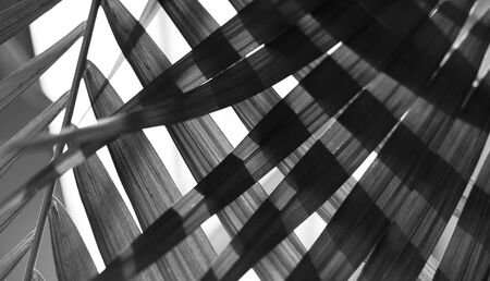  Palm leaf. Tropical plants. Black and white Nature background.の写真素材