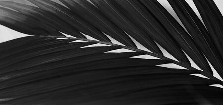 Black Palm leaf. Tropical plants. Nature light and shadow background.の写真素材