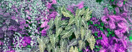 Wall with tropical plants. Nature green and background. Horizontal long banner for posters; greeting cards; web site; invitation.の写真素材