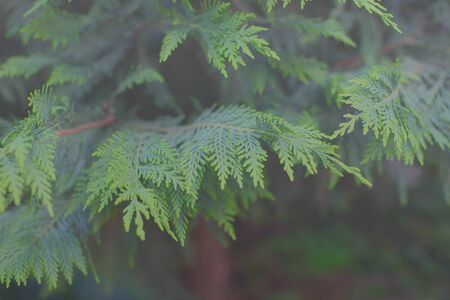 Fir branch . Soft focus. Nature green background.の写真素材