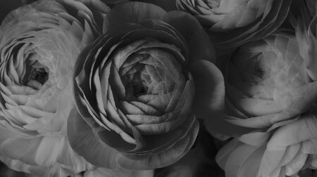 Black and white  anemone flower bouquet background.の写真素材