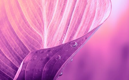 Violet leaf with drops. Nature background. Saturation color.の写真素材