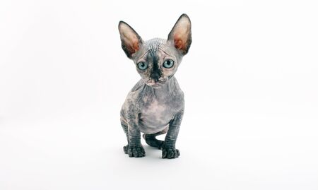 Bald Cat Sphinx (Sphynx) on white background.の写真素材
