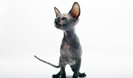 Bald Cat Sphinx (Sphynx) on white background.の写真素材