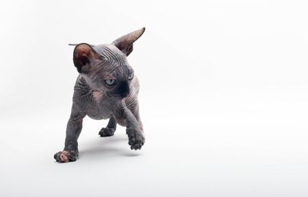 Bald Cat (kitten) Sphinx (Sphynx) on white background.の写真素材