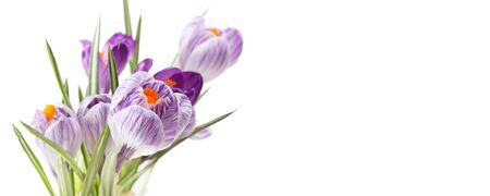 Spring Snowdrop Crocus flowers. Nature background. Horizontal long banner.