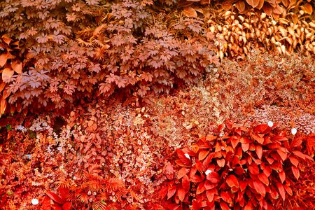 Wall with tropical plants. Climbing plants. Nature autumn background.