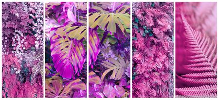 Forest with tropical monstera plants. Nature background. Saturated pink violet color. Collection of Vertical long banner.
の写真素材