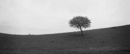 Black and white Alone mist tree on empty meadow. Nature background. Horizontal long poster, cards,...