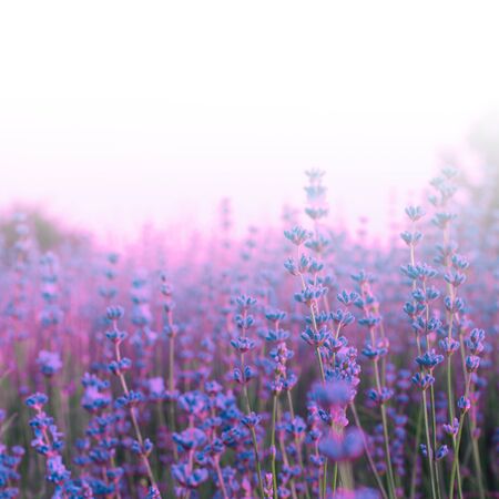 Soft focus smoke Lavender violet and pink flowers in field.の写真素材