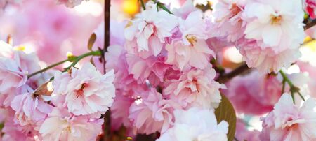 Flower spring bouquet with leaf.  Soft focus. Nature blur background. Pink (lilac) color. Horizontal long  posters, greeting cards, web site, banner,   invitation.の写真素材