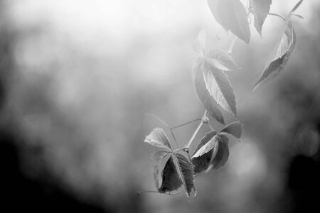 Black and white Autumn leaf branch. Nature light background. Soft focus.の写真素材