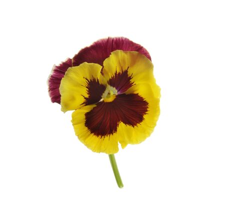 Violet tricolor flover (pansy) on white background.の写真素材