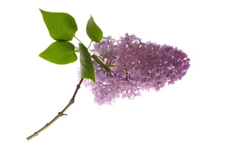 lilac flower branch with leafの写真素材