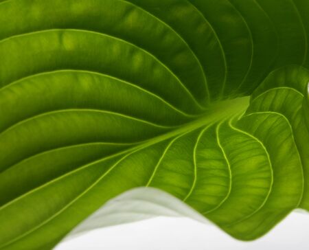 Green leaf close up.の写真素材