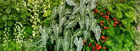 Wall with tropical plants. Nature green background. Horizontal long Template for posters; greeting cards; web site; banner; invitation.の写真素材