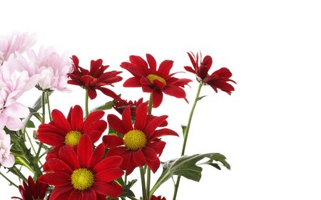 Red flower isolated on white.の写真素材