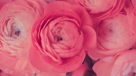 Red anemone flower bouquet background.の写真素材