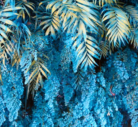 Wall with tropical plants. Nature blue (turquoise) background.の写真素材