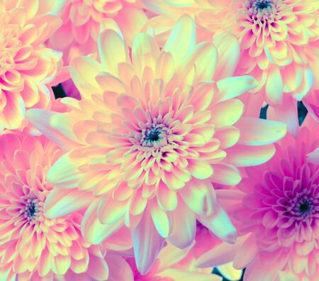 Pink flower. Nature background. Ultraviolet color.の写真素材