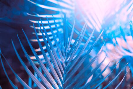  Palm leaf Tropical plants. Nature blue and pink blur background.の写真素材