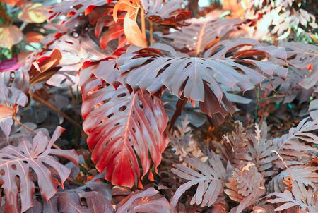 Forest with tropical monstera plants. Nature background. Saturated red color.の写真素材