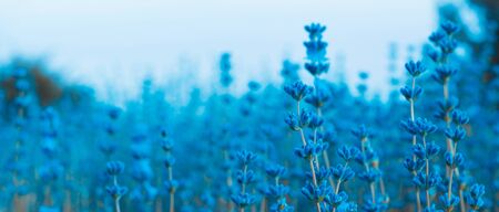 Lavender blue, turquoise flowers in field. Horizontal long  posters, greeting cards, web site, banner,   invitation.の写真素材