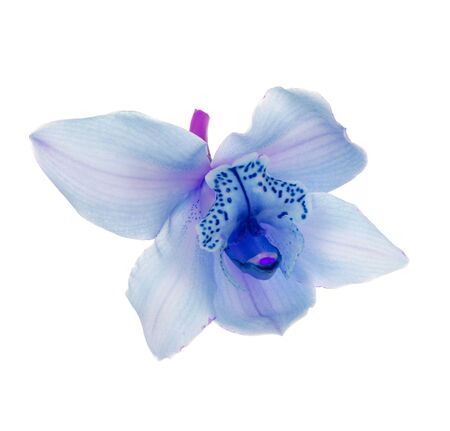 Blue orchid isolated on whiteの写真素材
