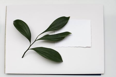 Paper frame with leaf on white texture background. Flat lay. Greeting card.の写真素材