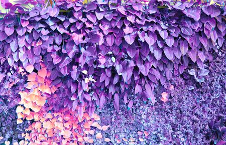 Wall with tropical plants. Climbing plants. Nature background. Violet color.の写真素材