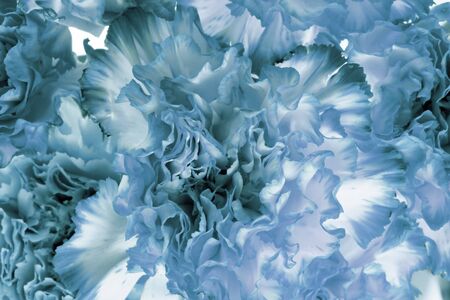 Abstract nature background. Blue Carnation flower petals close up. Color experiment. の写真素材