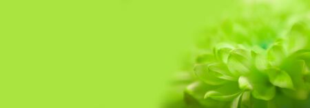 Soft focus flower horizontal background.の写真素材