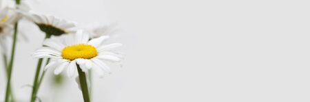 Soft focus white Chamomile flower. Gray long horizontal background.の写真素材