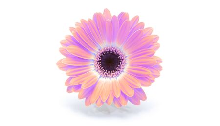 Saturation luminosity color. Gerbera flower on white background. の写真素材