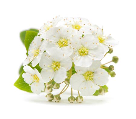 Small cherry flower inflorescence in bloom closeup on white background.の写真素材