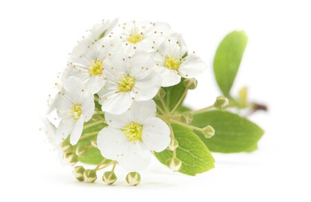 Small cherry flower inflorescence in bloom closeup on white background.の写真素材