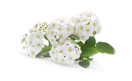 Small cherry flower inflorescence in bloom closeup on white background.の写真素材
