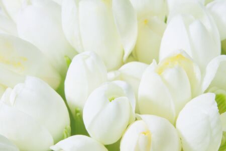 Soft focus spring snowdrops bud background. の写真素材