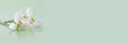 Spring snowdrop flower. Soft focus. Light long horizontal background.の写真素材