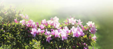 Green bush with pink flower. Nanere horizontal background.の写真素材