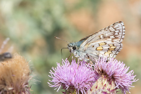 Yellow-banded hoppy butterfly nectaring on purple-coloured flowers. Pyrgus sidae