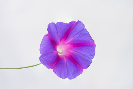 Morning glory blooming in the garden. Morning glory on a white background.
