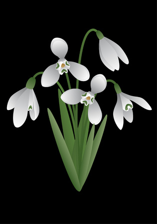 Vector image of a spring flower - snowdropのイラスト素材